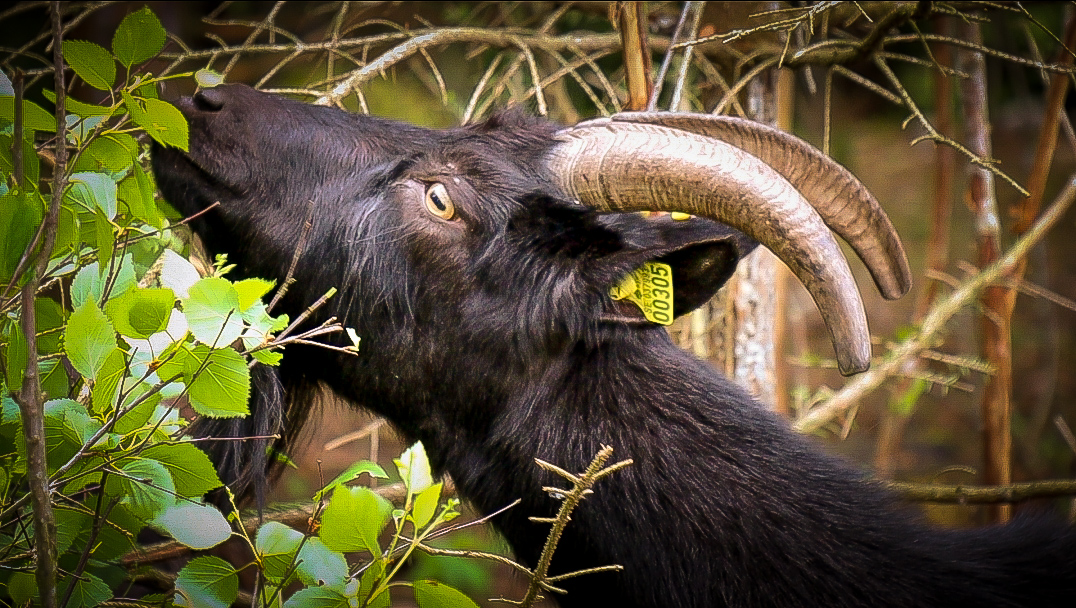 Skog och djur för vår natur